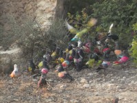 /album/fotogaleria/palomos-2013-087-jpg/